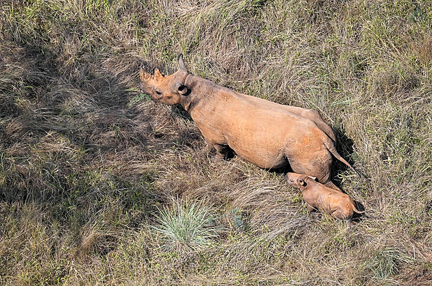 Nosorožčí samice ze Dvora má ve Rwandě druhé mládě, starší musí občas odhánět