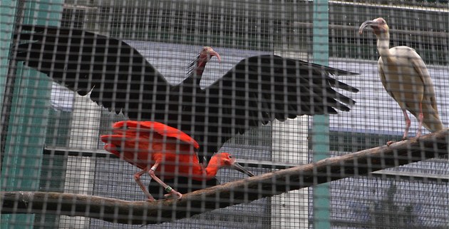 U uhynulých ptáků v pražské zoo potvrdili ptačí chřipku, zahrada přijímá opatření