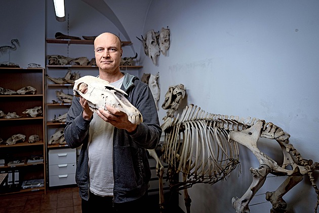Koně chovali zprvu hlavně na maso. Lidé je lovili už v době ledové, říká archeozoolog