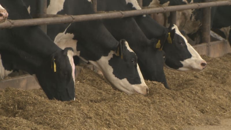 Tvrdý trest za týrání zvířat: Muž nechal u Chomutova umírat krávy hlady, čekají ho léta vězení