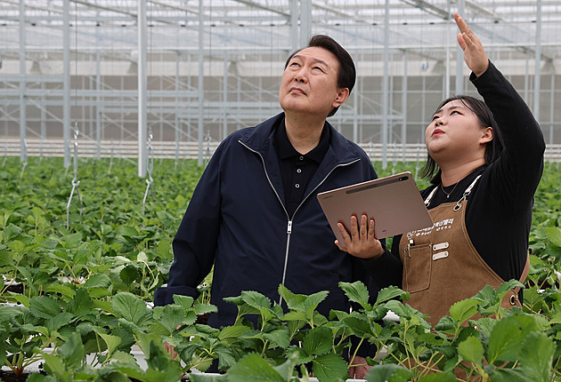 Jahody jsou naše drahokamy, říkají Korejci. Staly se pilířem zemědělského vývozu