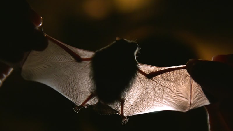 Netopýří spermie přivedly brněnské vědce na stopu skvělého objevu: Popsali nový druh parazita