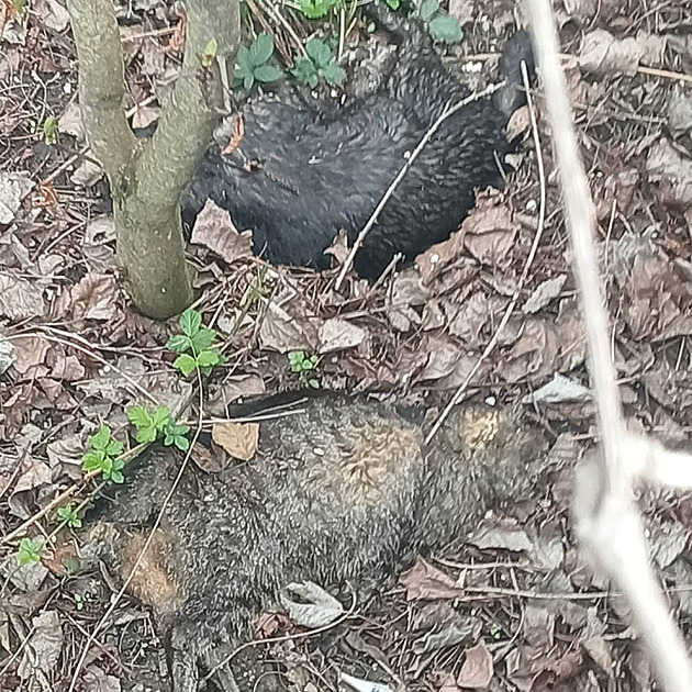Líčil pasti na kočky, pak je utýral. Na neznámého pachatele vypsal spolek odměnu