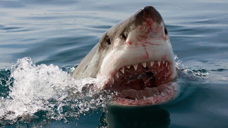 Líbánky na Maledivách se změnily v horor: Muže napadl žralok, z nohy mu serval všechno maso