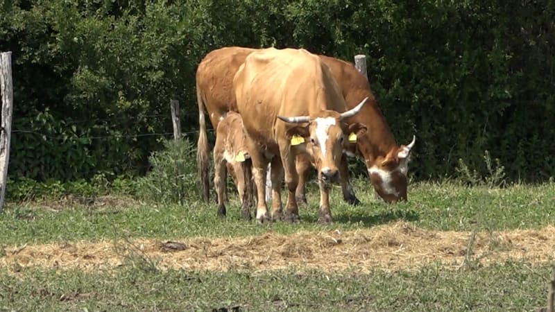 Kráva zasáhla slovenskému pastevci tepnu. Stihl ještě volat záchranářům