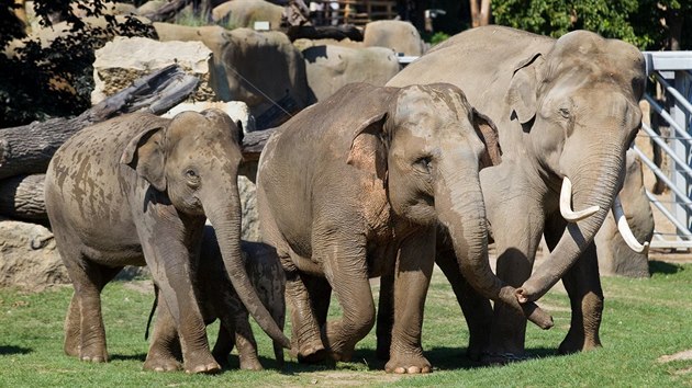 Pražská zoo se těší na nová slůňata. Vyvíjejí se dobře, mají zdravá játra i páteř